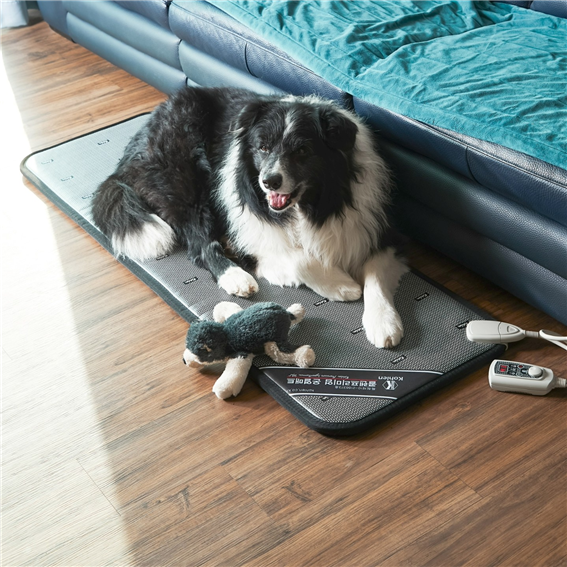 자운헬스케어, 전기 없이 따뜻한 반려...